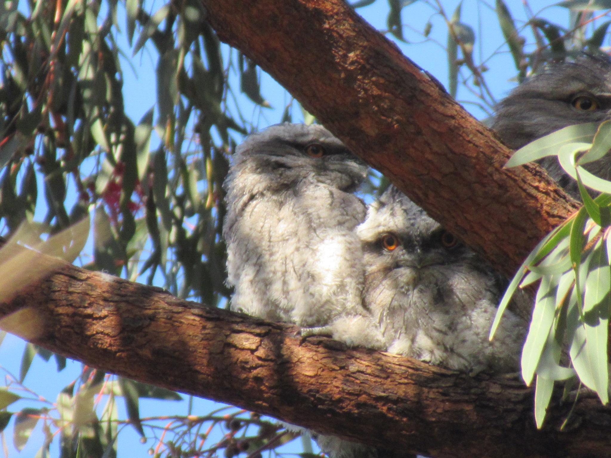 Two fluffy baby tawny frogmouth birds in a tree