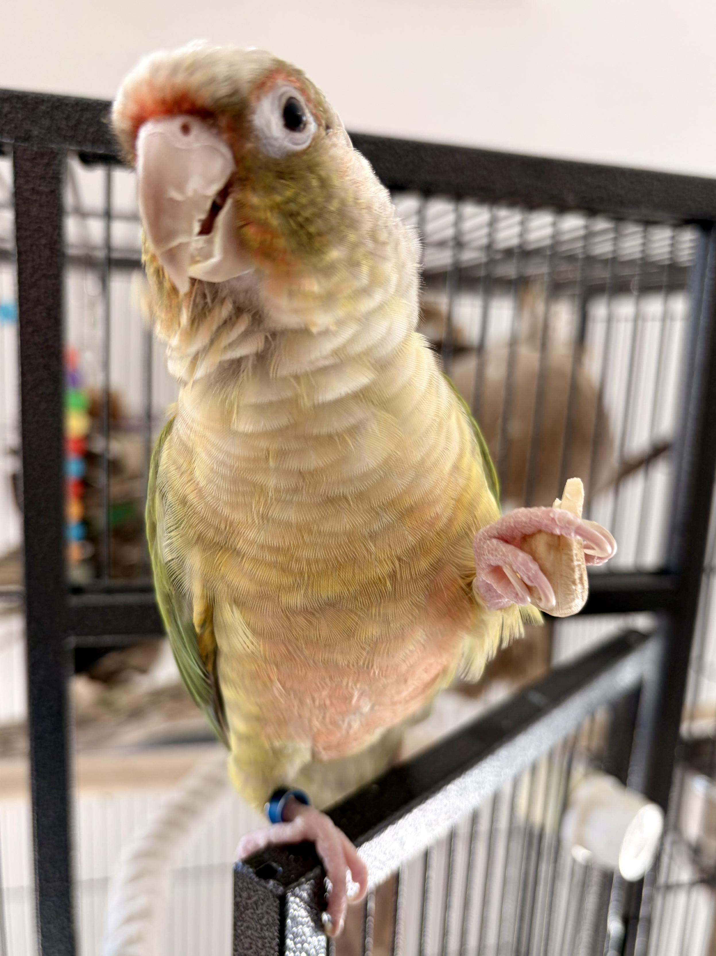 A yellow and green parrot with a cashew in his claw. He is standing on the door of his cage and looking very pleased!