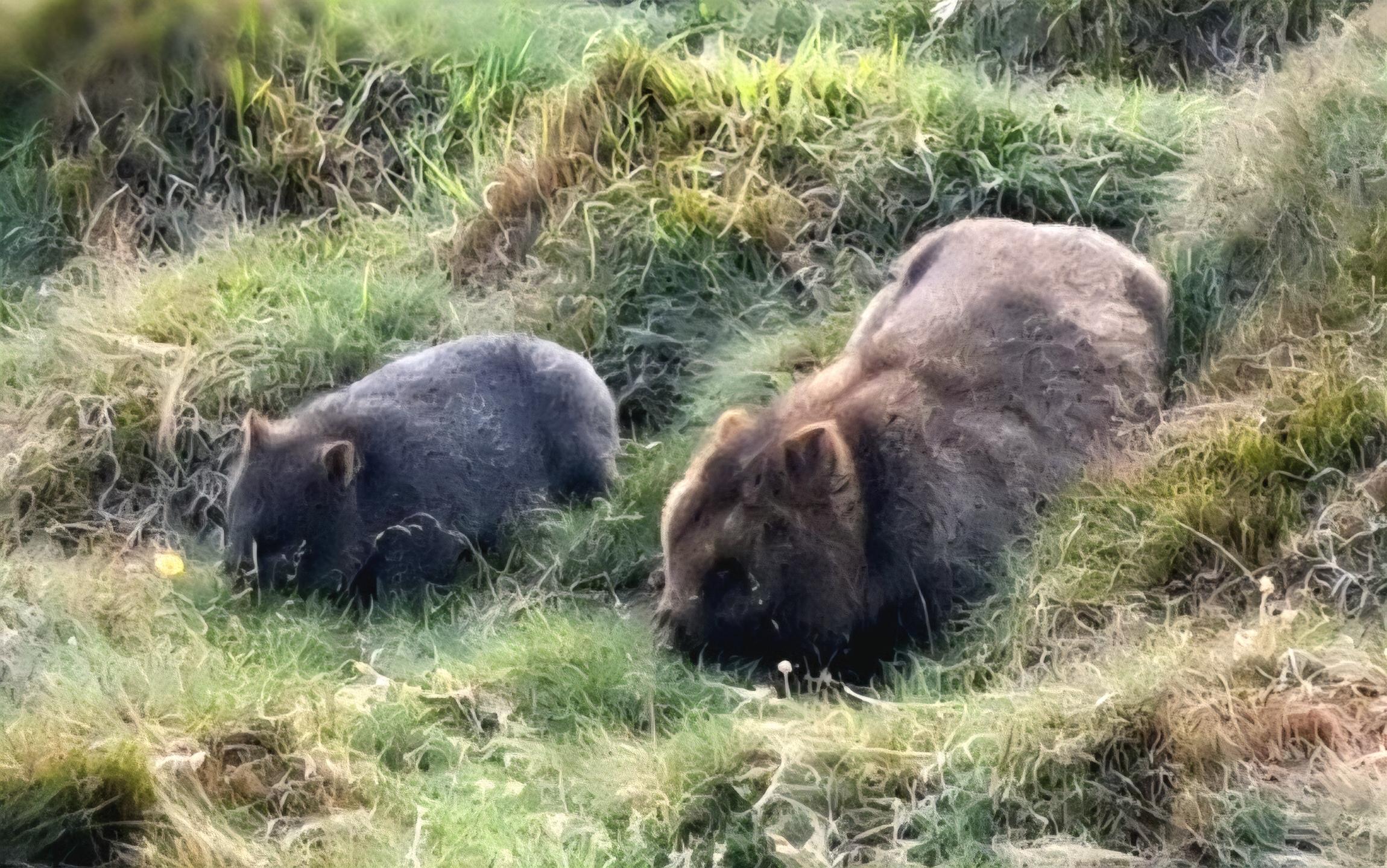 Mother and baby wombat grazing on tufty grass. The Mother is brown while the baby is grey with some hints of brown just showing