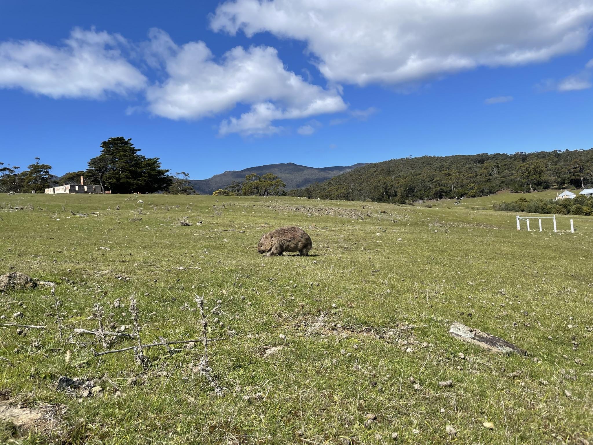 A photo of a landscape, a green paddock with some hills behind and a macrocarpa tree. Blue sky with fluffy big clouds. Bang smack in the middle is a wombat wandering around. Oblivious to the tourists (me)