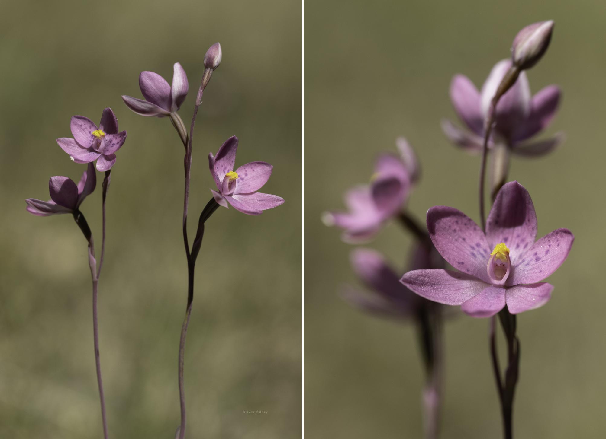 Crested sun orchid (Thelymitra x irregularis) near Genoa, VIC
