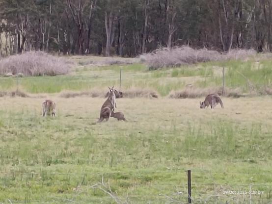 Kangaroos including a joey with mum. 