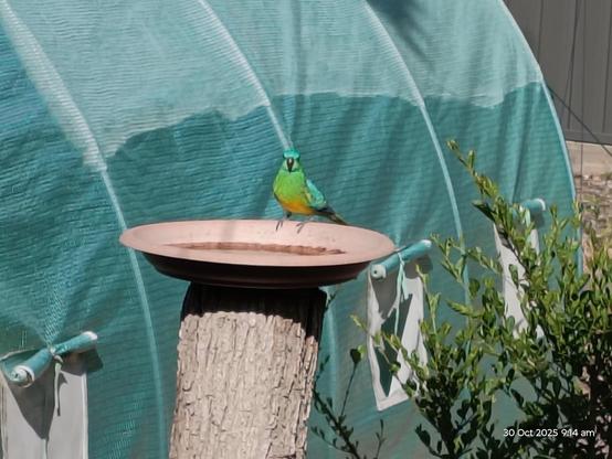 Red-rumped parrot sitting on the backyard birdbath