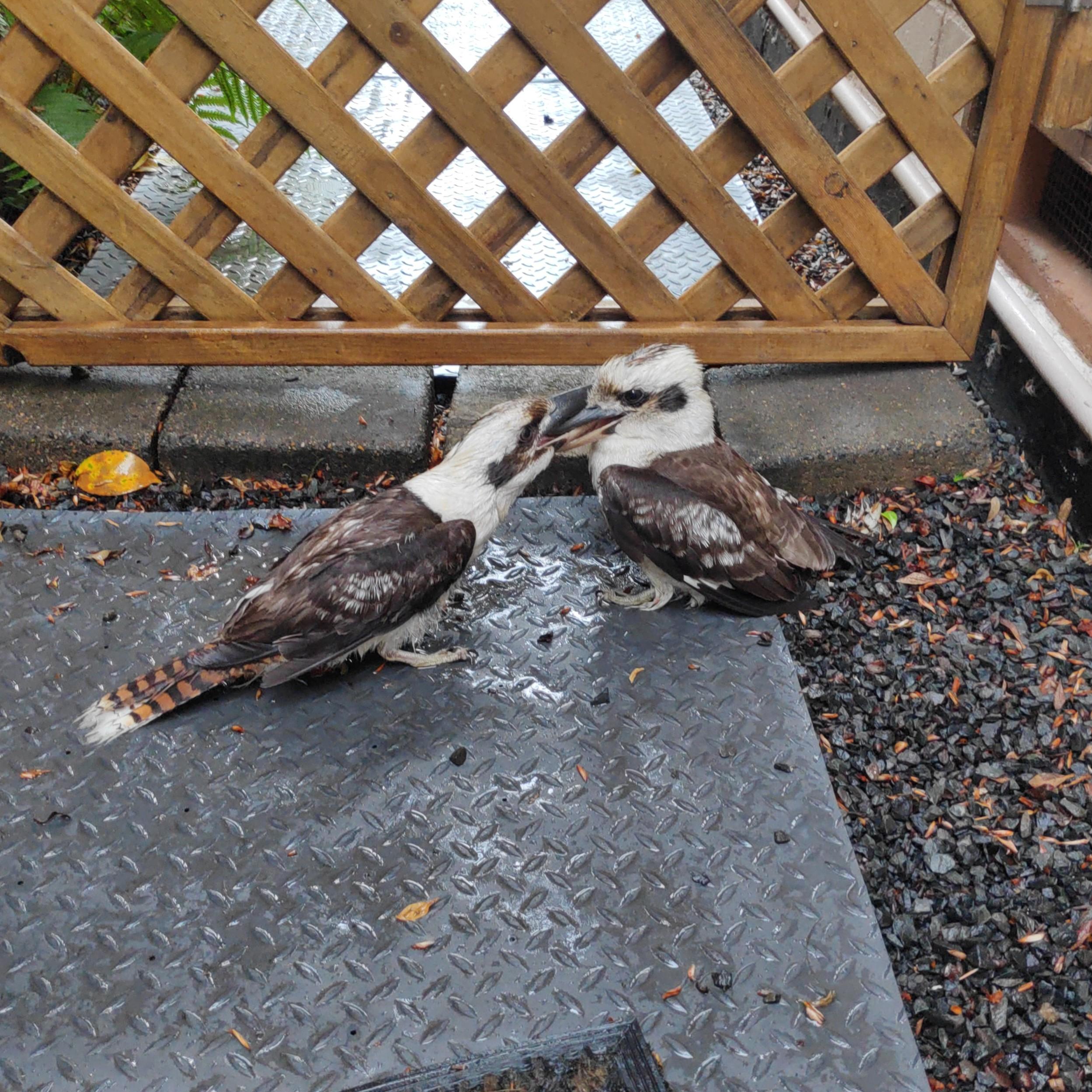 Two kookaburras on the ground, with their beaks interlocked