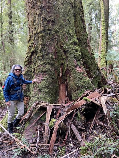 A woman faces the camera with her hand on a tree that completely dwarfs her. The trunk is covered in moss and surrounded by bark. More trees are visible in the background