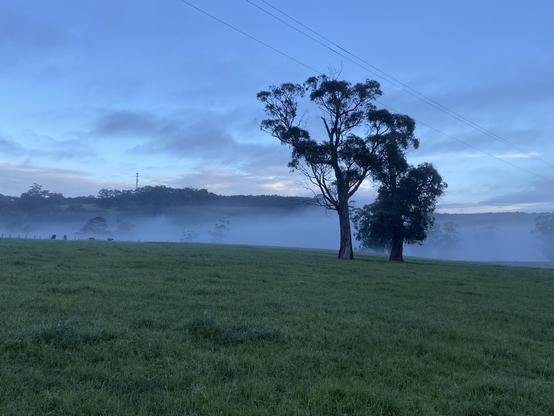 Two trees is a misty field with a lightening blue sky and light cloud behind