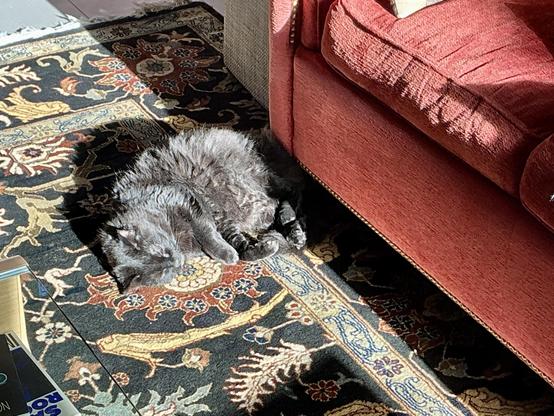 A black cat lies on her side, eyes tightly shut as the sun shines on her. She is on a patterned carpet next to a red couch.