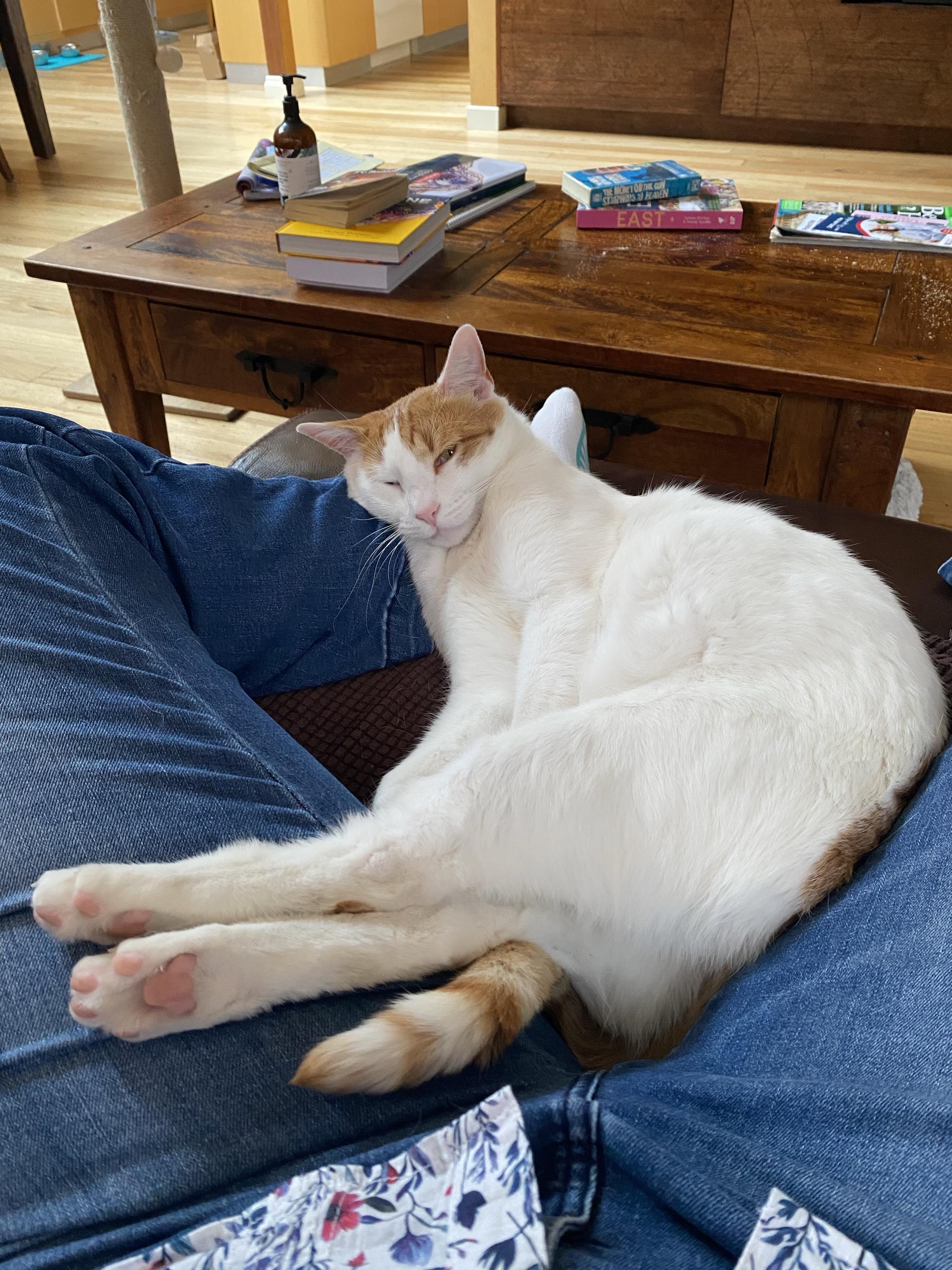 A relaxed cat with orange and white fur is sleeping on someone's lap. The scene includes a wooden coffee table with books, a bottle, and a cozy living room setting.