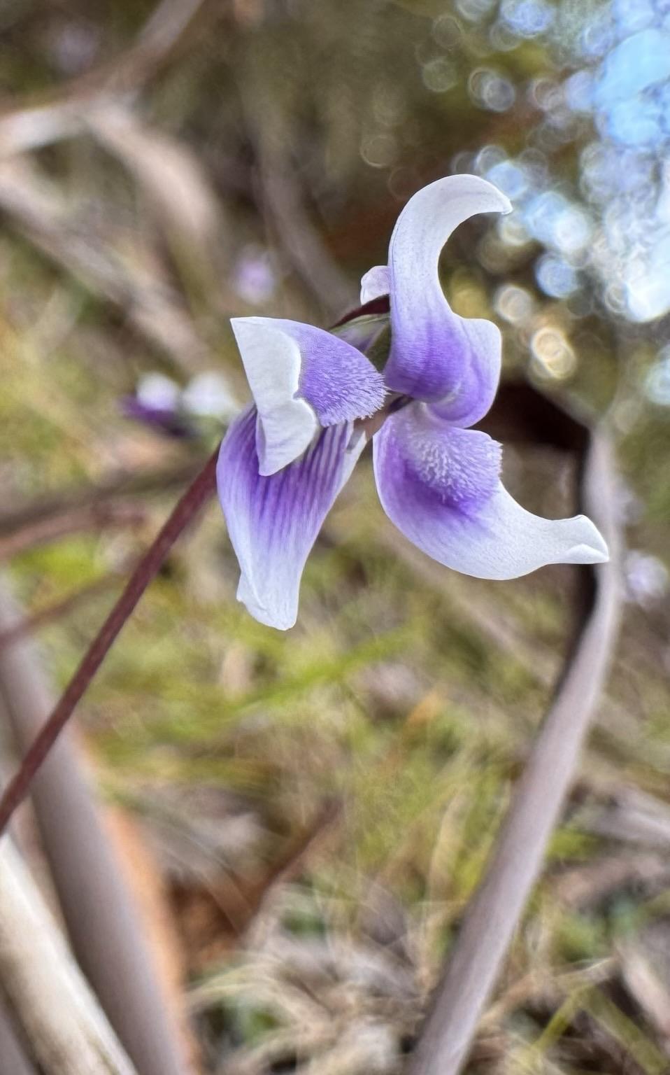 Native violet, with tiny curvaceous petals sliding from deep purple to rinso white
