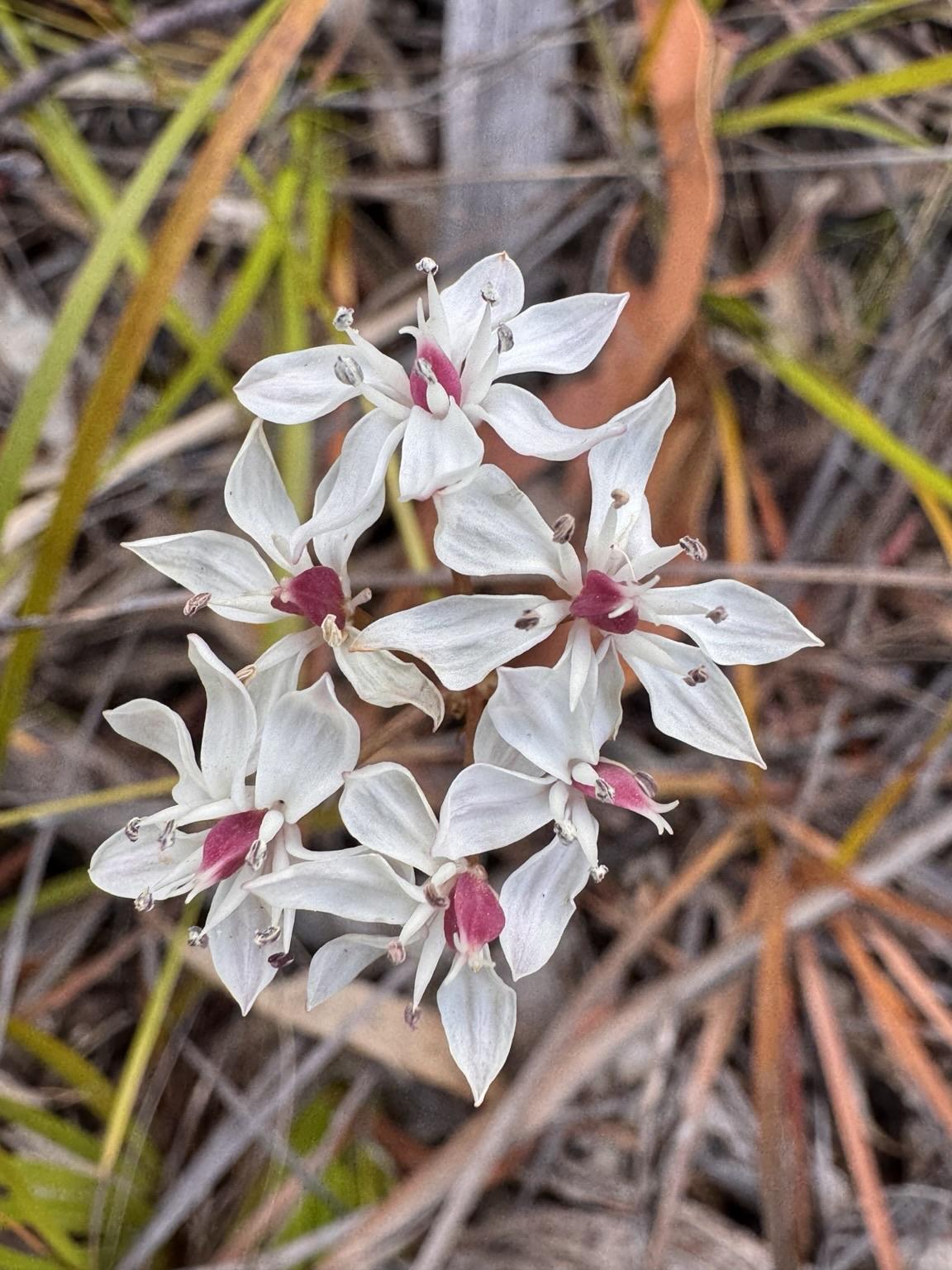 Milkmaids; white petals surrounding the pinkish centre
