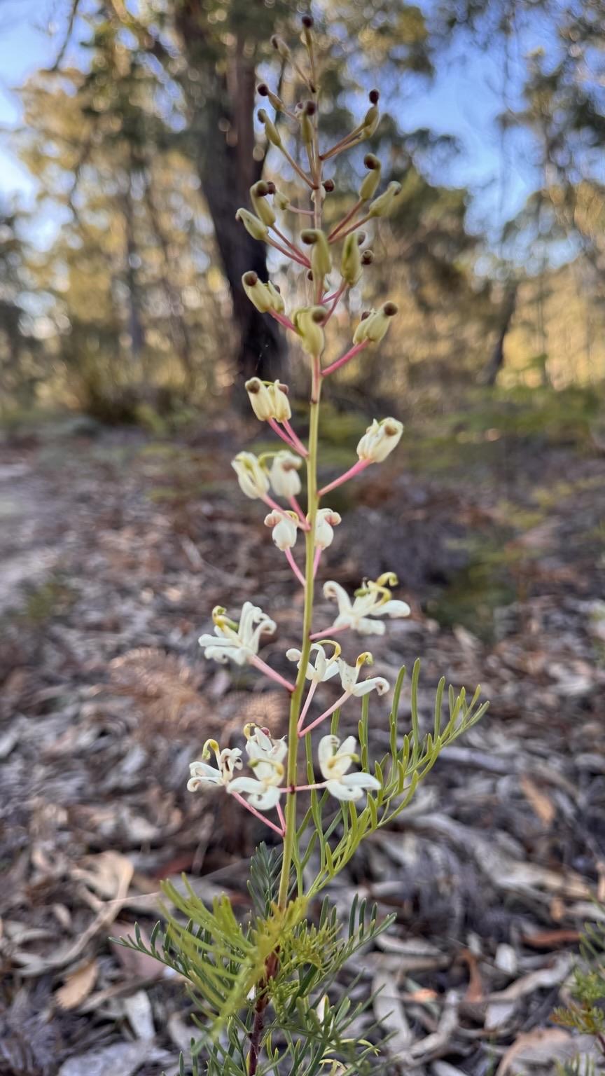The heady aroma of the Guitar plant is similar to the Kunzea