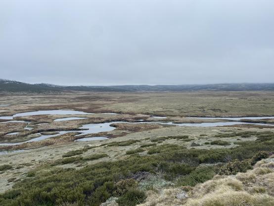 A grassy plain with pools of water under grey skies 