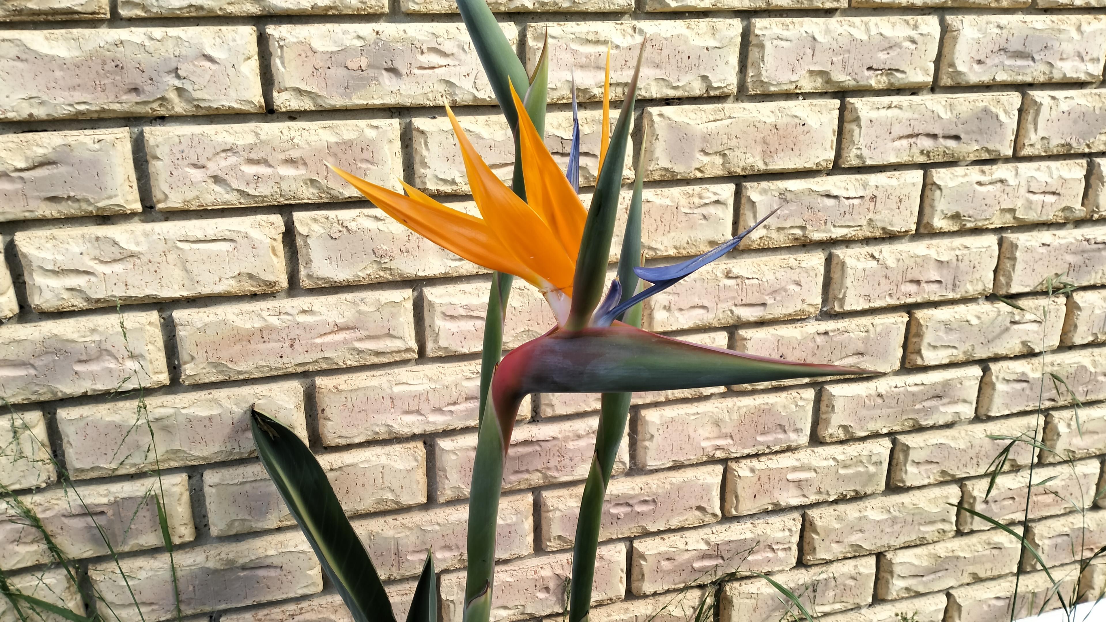 Bird of paradise in bloom. Soon two more will open