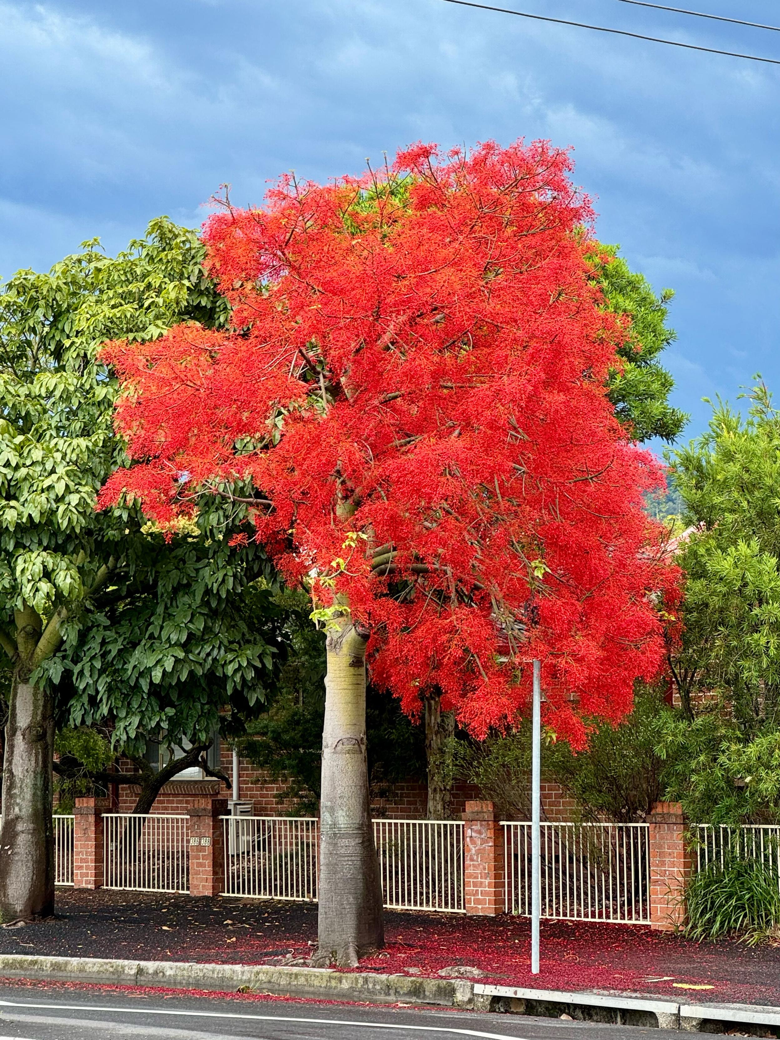Bright red tree, really scarlet, under a grey sky in a suburban street. It’s brachychiton acerifolius, the Illawarra Flame Tree.