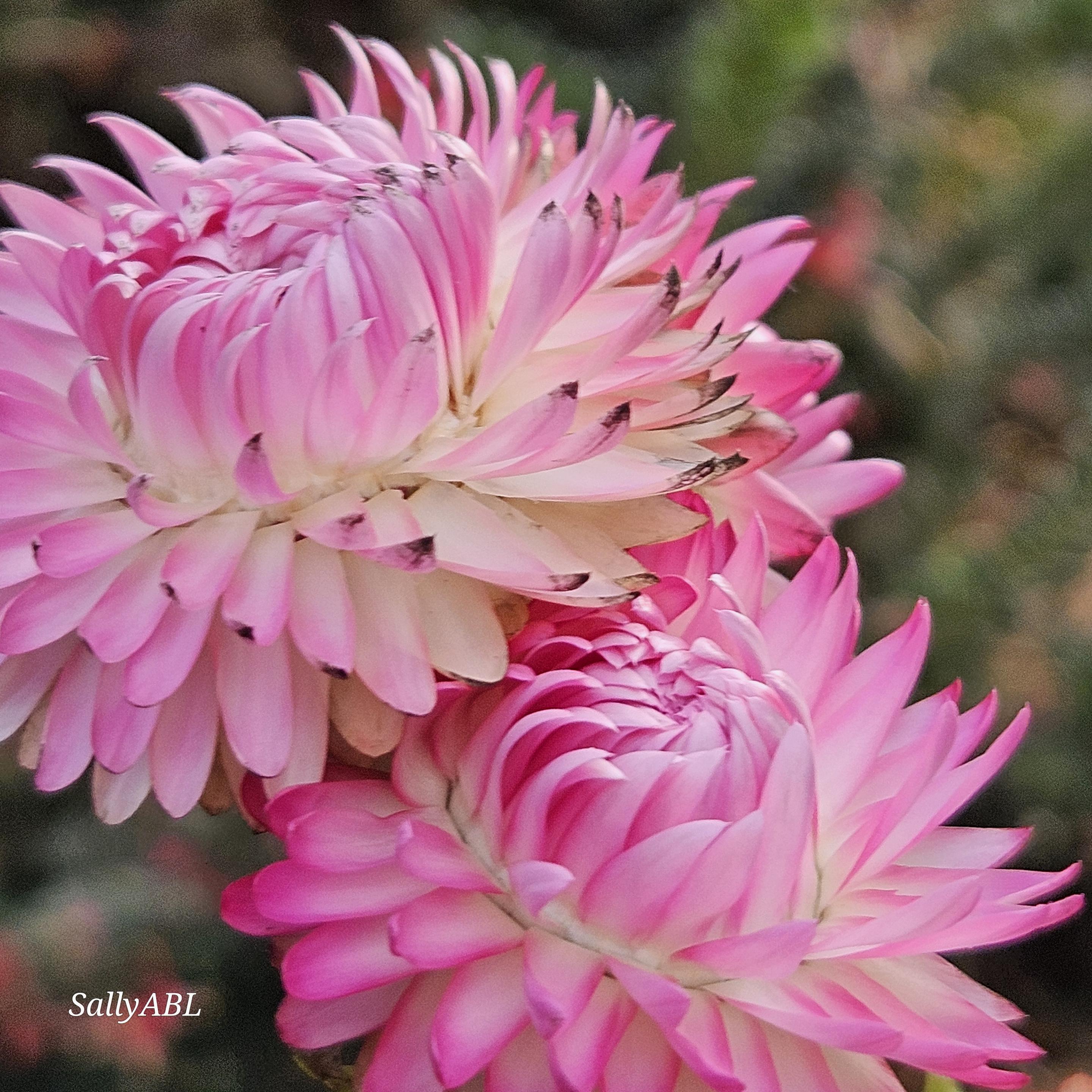 Colour photo showing 2 plump, pink Strawflowers (Xerochrysum bracteatum) with petals that have started to unfurl.
The Strawflower is native to Australia and is also known as the Golden Everlasting or Paper Daisy.