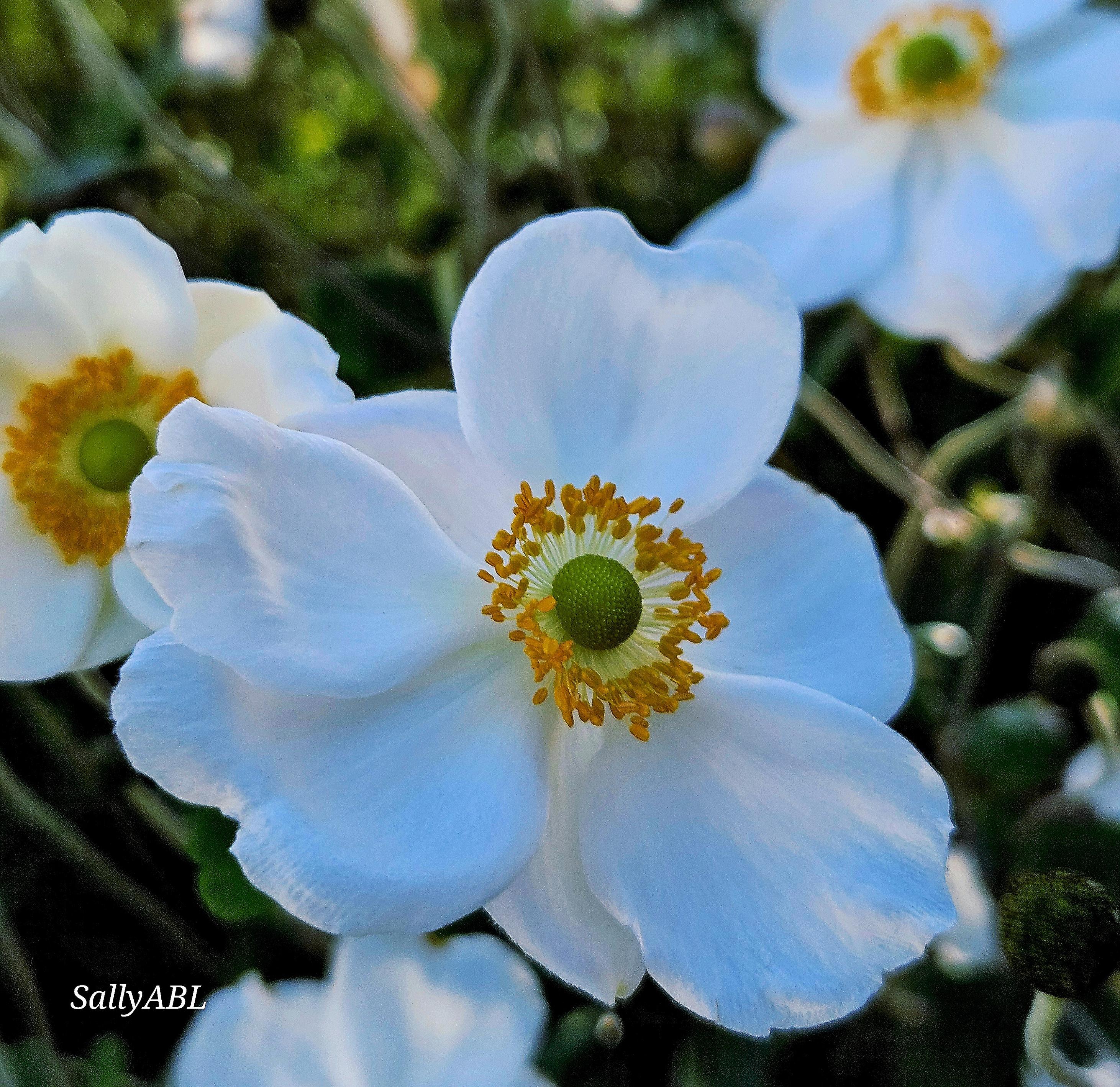 Colour photo showing a Japanese anemone (windflower) plant. The white flowers have saucer-shaped petals (tepals) with a green center and a ring of yellow stamens.