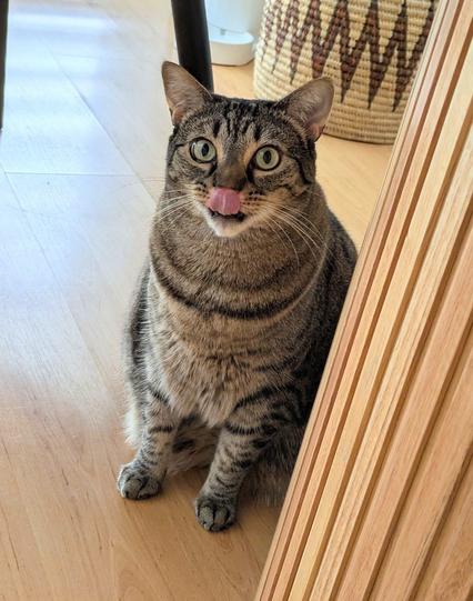 Luna, a small tabby cat sits slightly behind a table base, staring intently at the camera. She's at full "blep" cleaning her nose.
