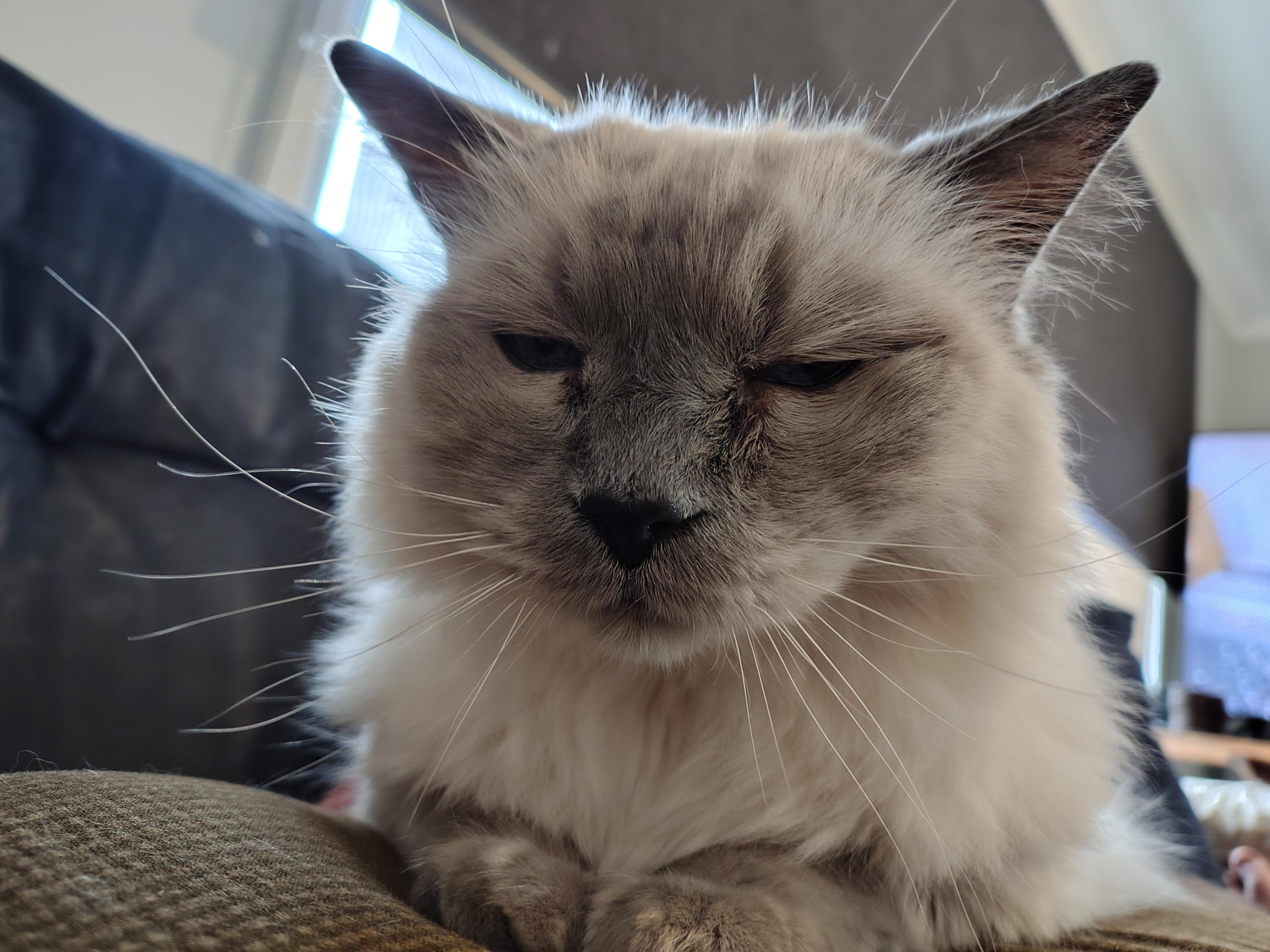 A fluffy white cat with a grey face, glaring at the camera. He's lying down with his front paws tucked under him