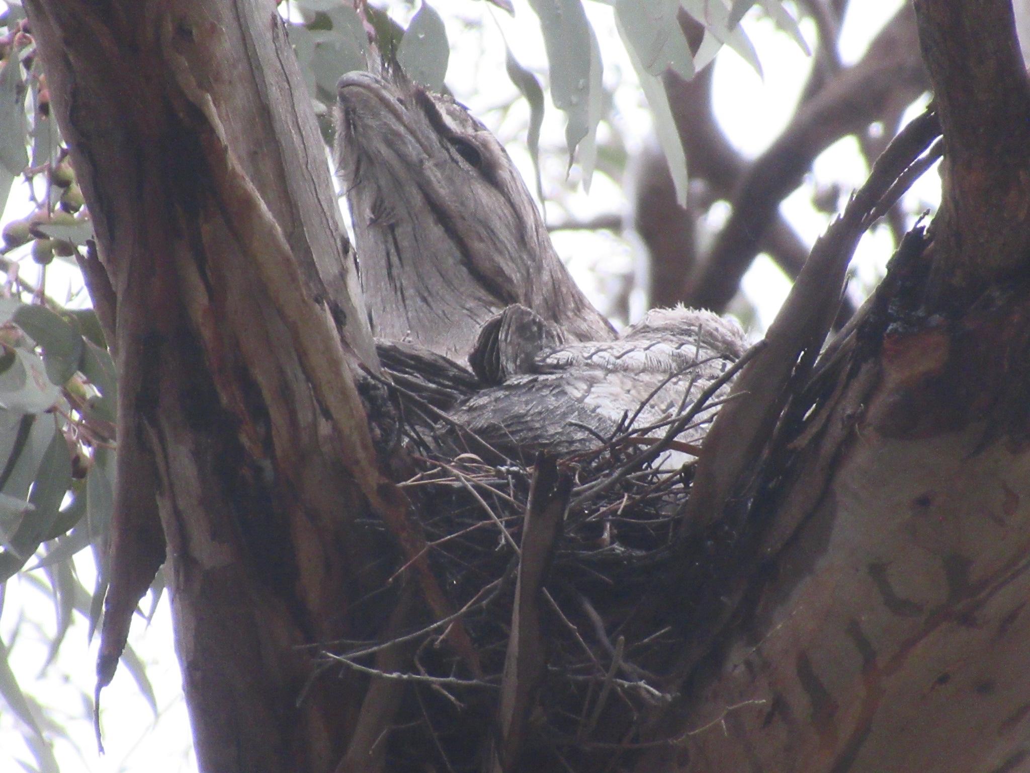 A dark grey tawny frogmouth bird on a nest stretching out their neck 