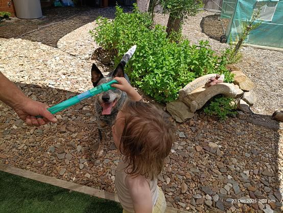 Boy, bubble wand, dog