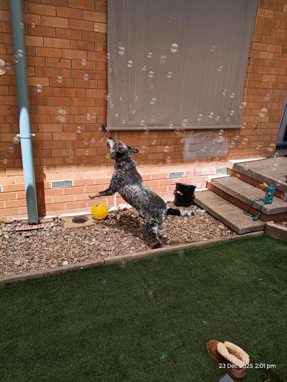 Dog going ape for bubbles