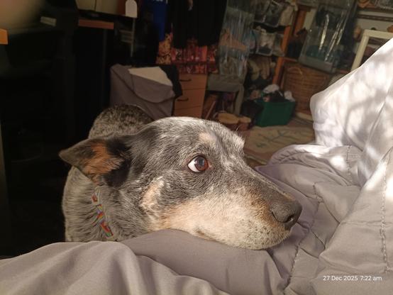 Blue heeler with begging eyes lays his head on the bed that contains me enjoying a lovely cup of tea. 
