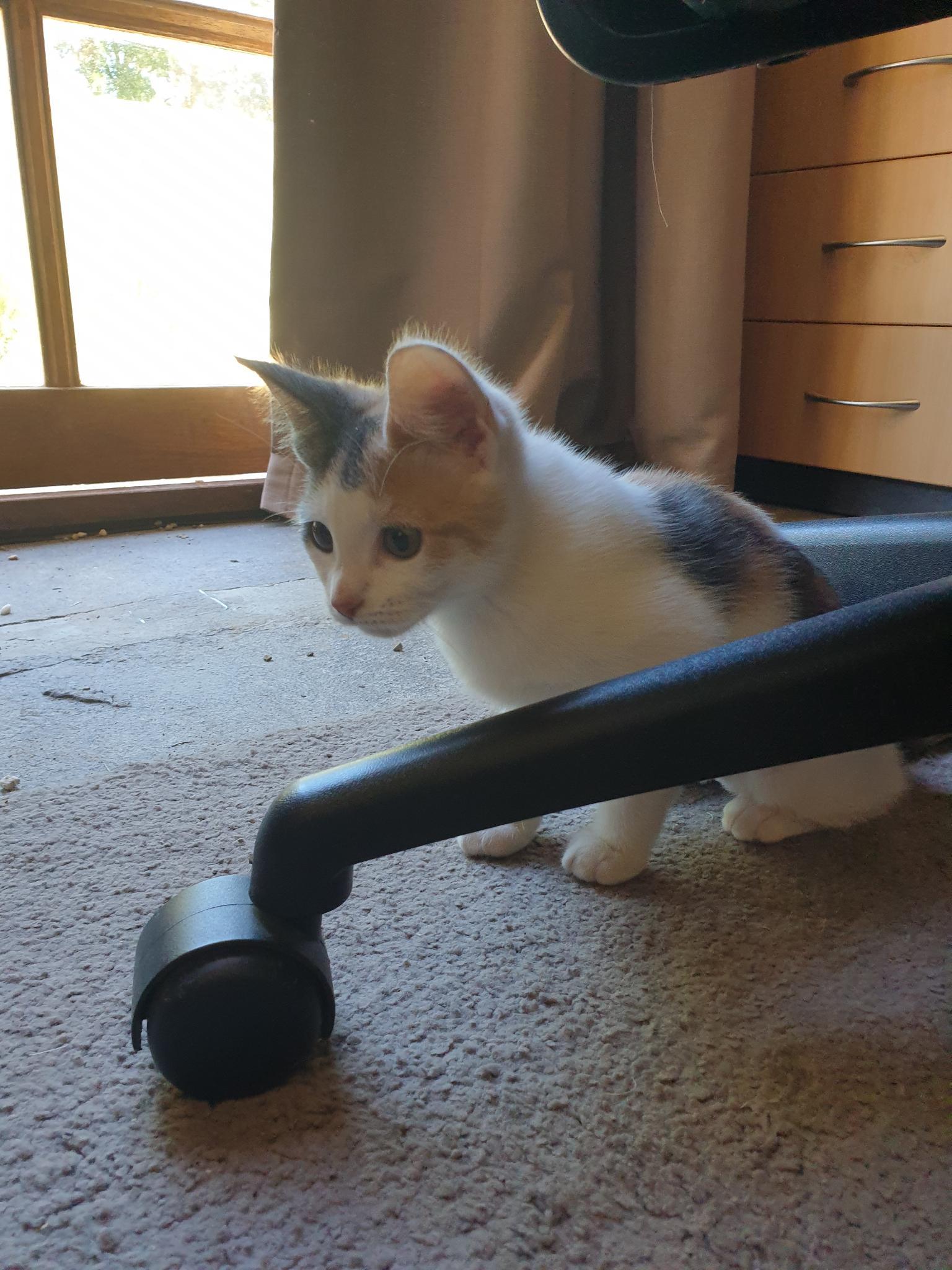 It's a tiny Calico kitten-cute-derp-fluffball behind the leg of an office chair
