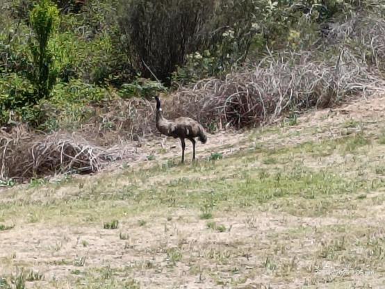 Emu