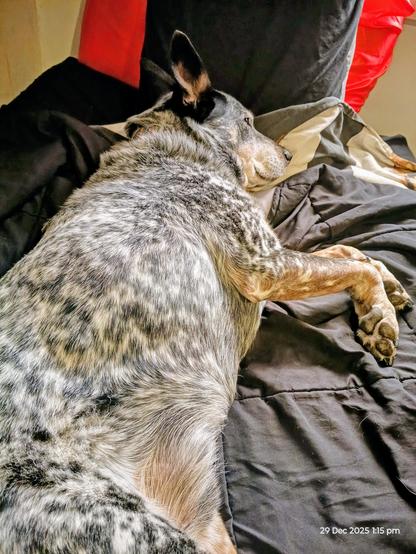 Blue heeler stretched out on a bed