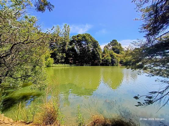 Clear water bounded by trees under a blue sky