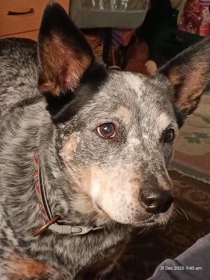 Blue heeler waiting for ball this be thrown