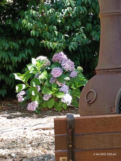 Pinky mauve hydrangea in a backyard setting. 
Background is a larger green shrub. 
Foreground is a chiminea and the back of a park bench. 