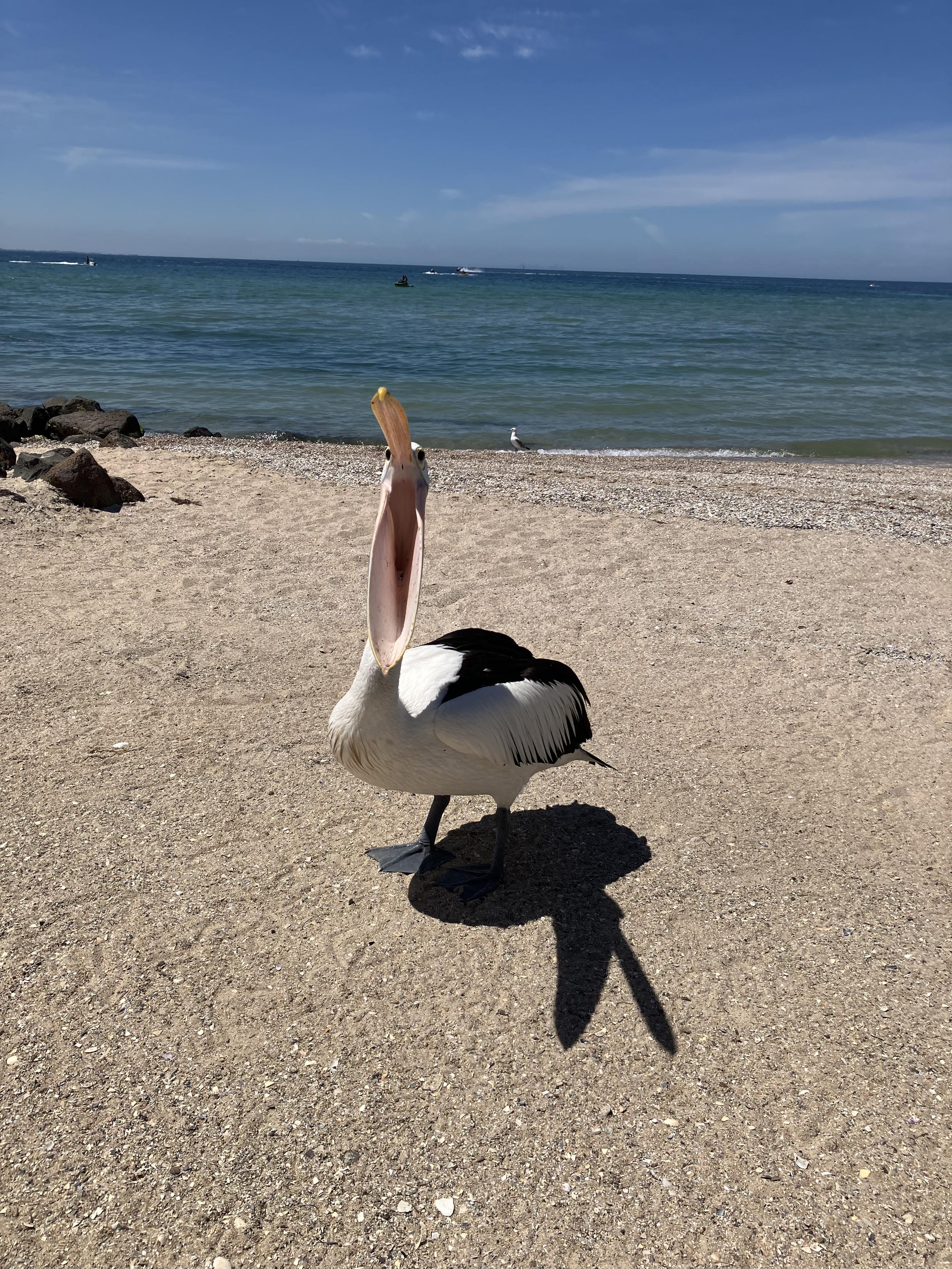 An Australian pelican with their beak open unsettlingly wide