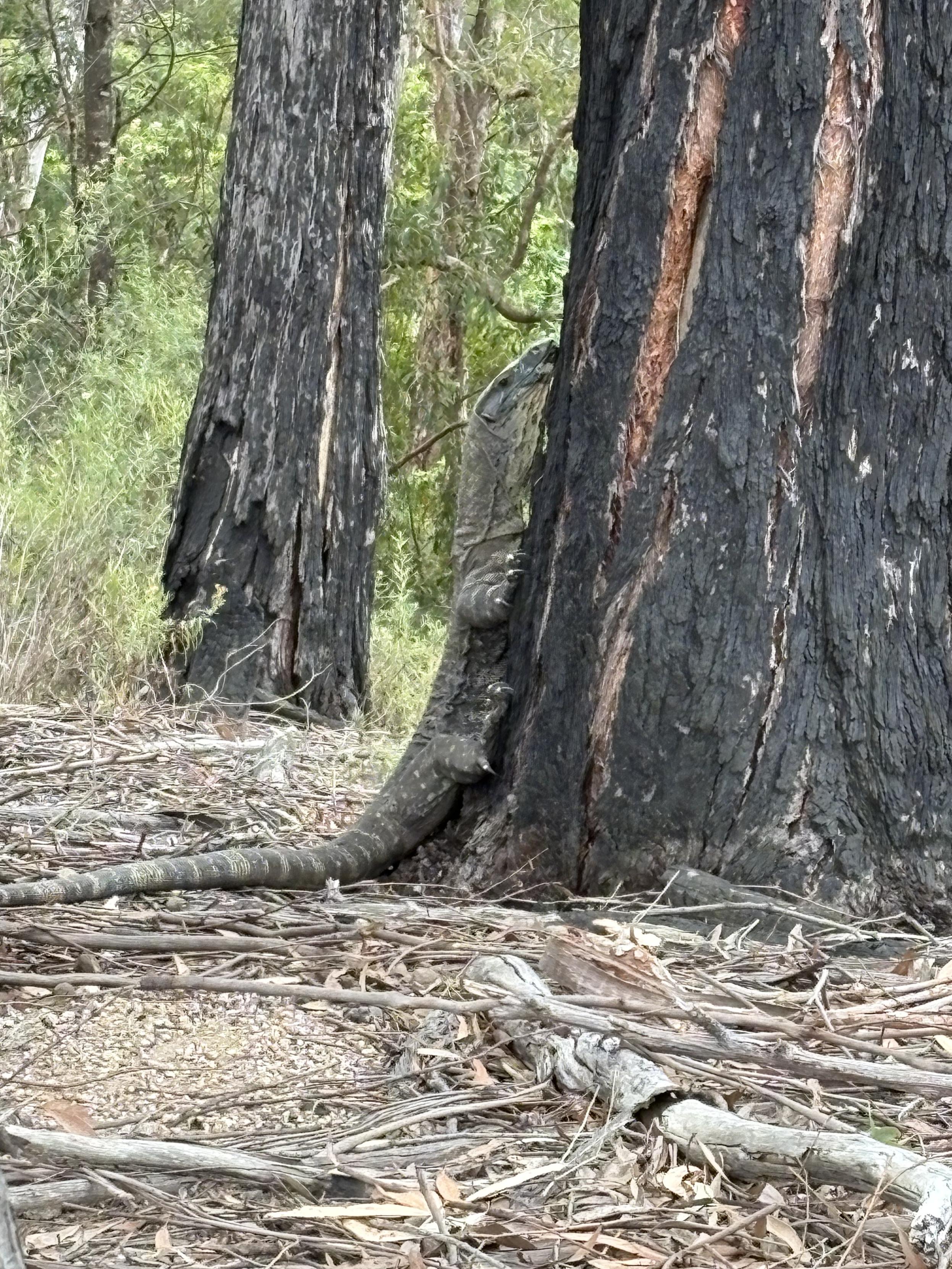 A large lace monitor begins climbing a tree.