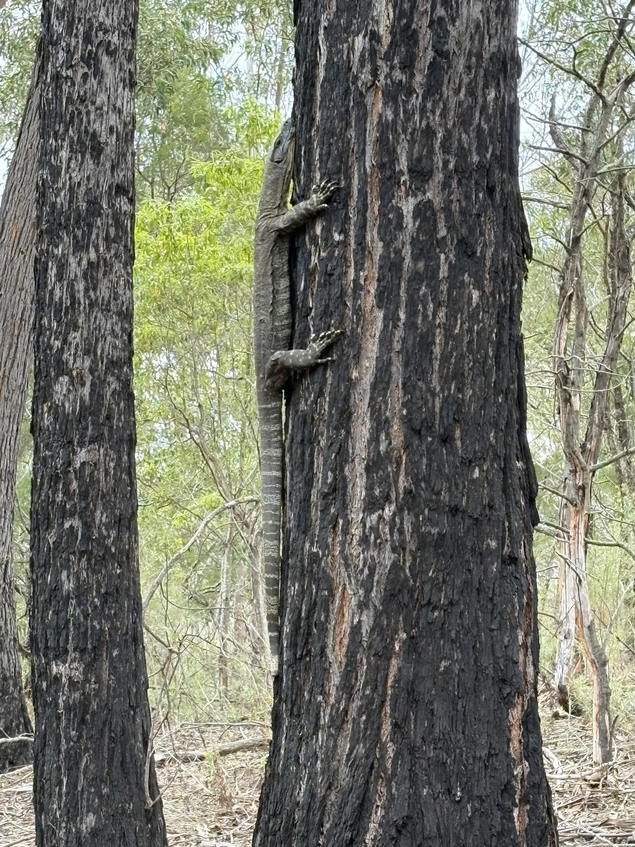 A large lace monitor part way up a tree.