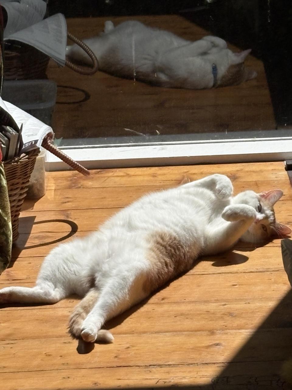 A beige and white cat lies on his back on sun drenched floorboards by the window. His white floofbelly glowing. Front paws are in rabbit pose. Rear legs akimbo. He gazes at the camera