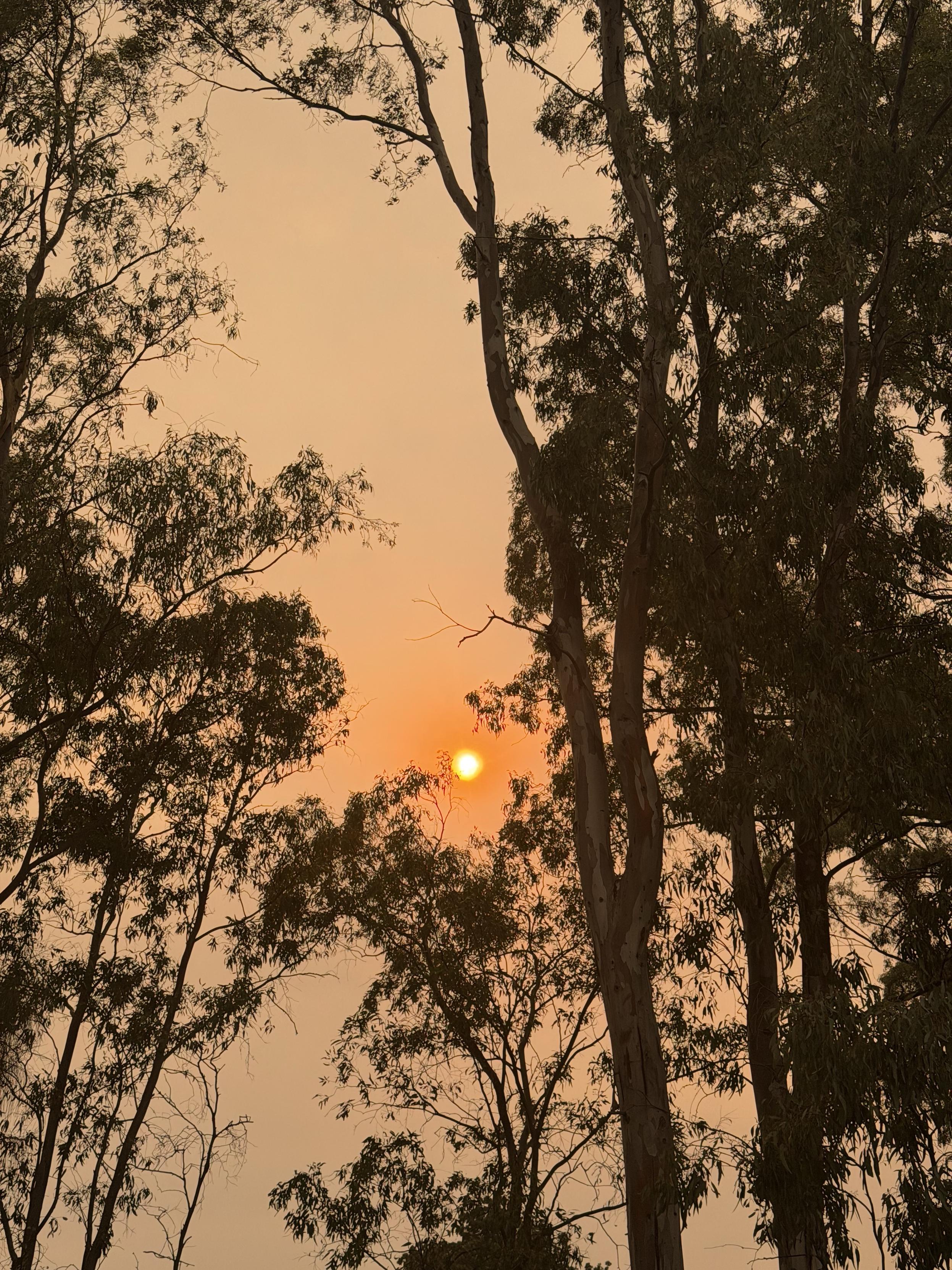 A hazy sunset is visible through the branches of eucalyptus trees, with an orange sun appearing dimly against a smoky sky.