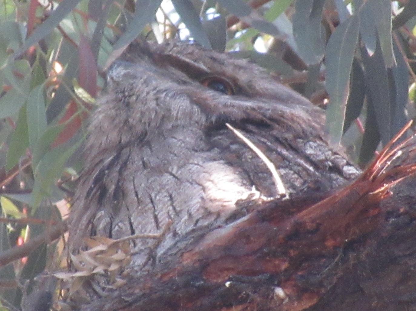 Closeup of an adult tawny frogmouth bird in a tree
