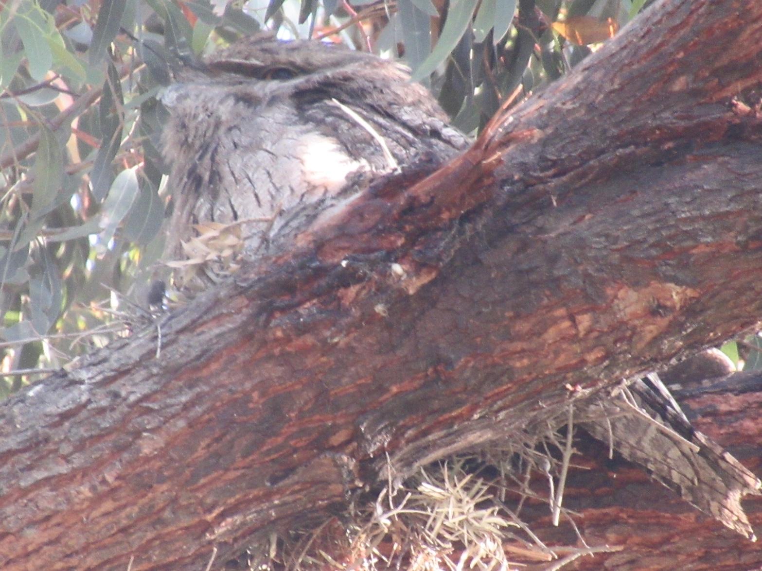 an adult tawny frogmouth bird in a tree