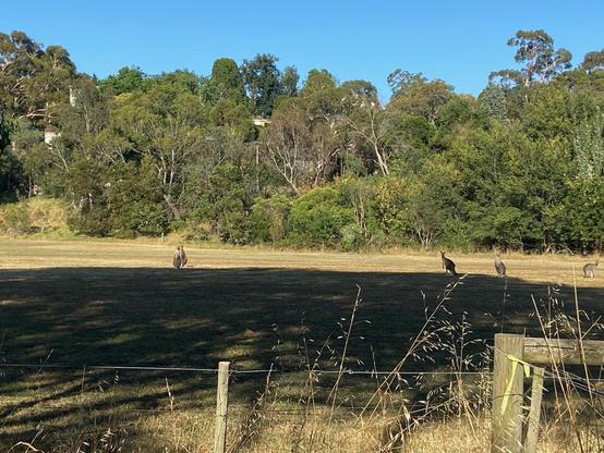 A mob of kangaroos spread out across a dry field that is mostly in shadow. Eucalyptus trees line the field behind them under a clear blue sky.