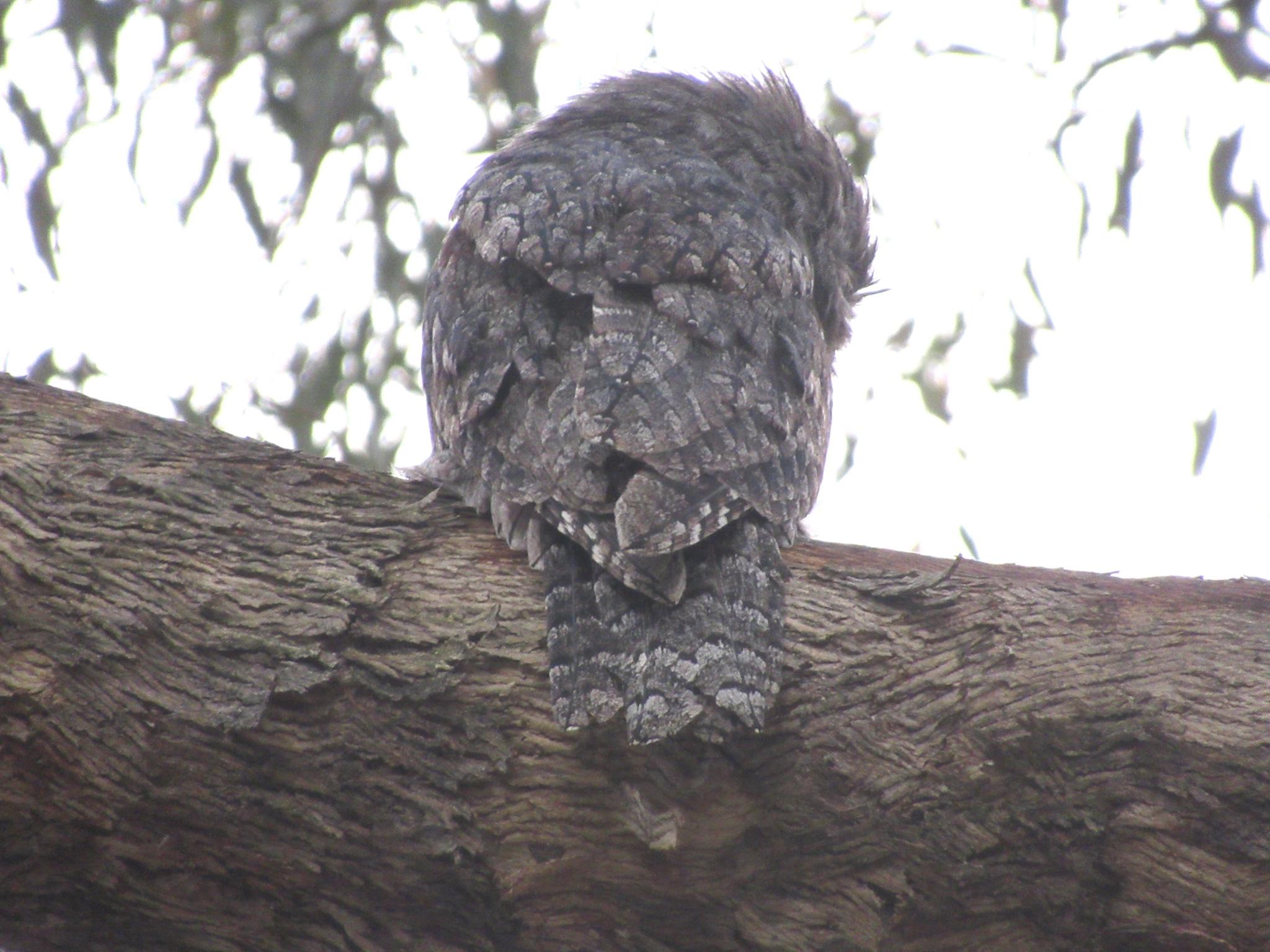A grey-brown colour tawny frogmouth bird seen from behind showing the pattern in their tail feathers