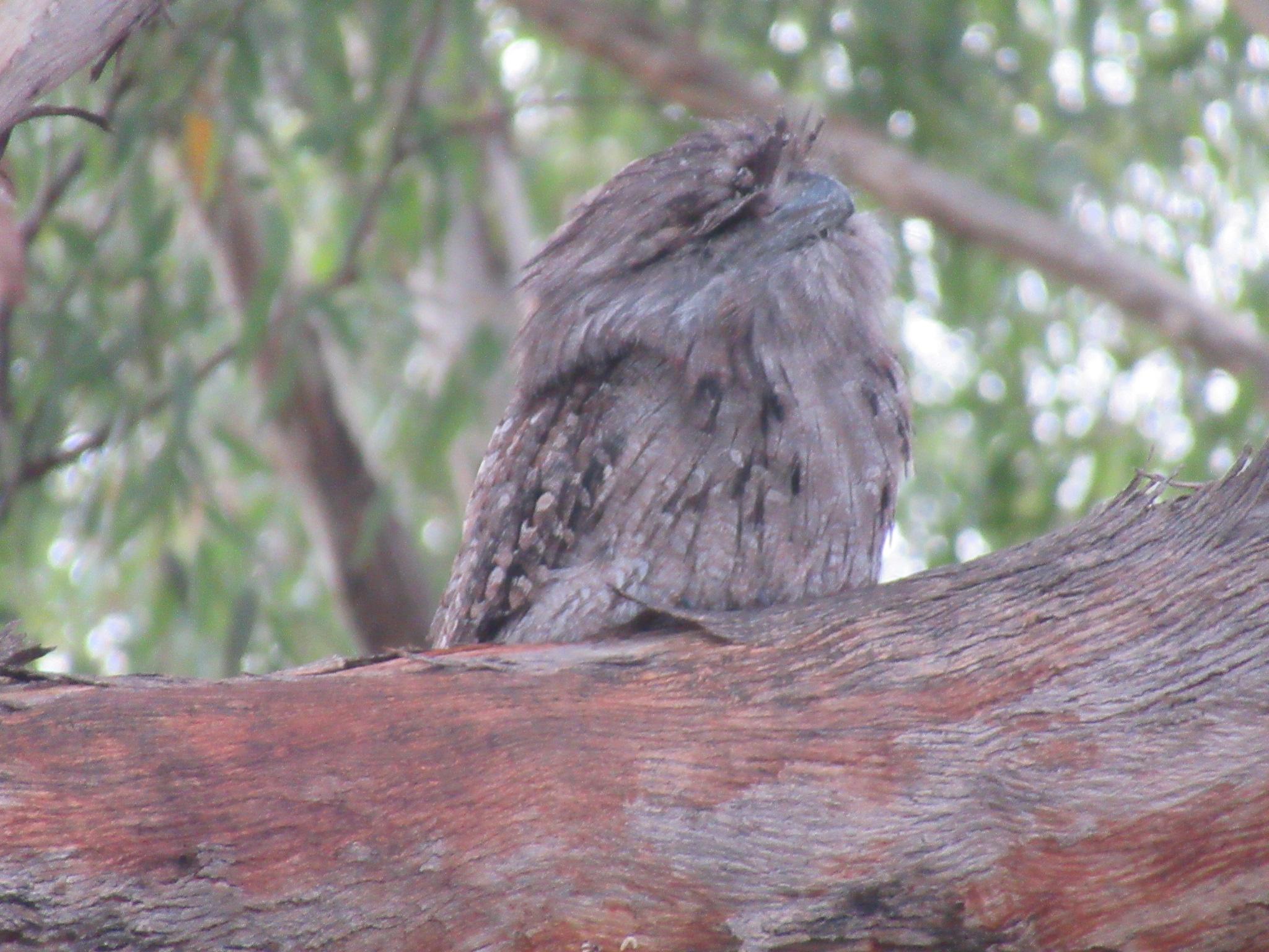 A grey-brown colour tawny frogmouth bird asleep on a branch
