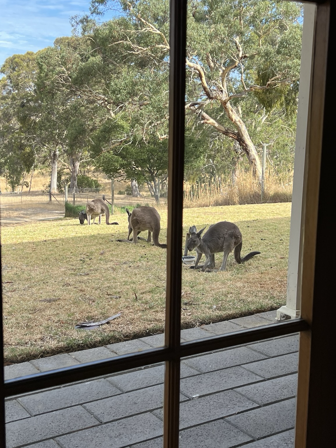 A (dry) lawn with three small grey kangaroos feeding. The background is tall grass, trees and a dirt road.