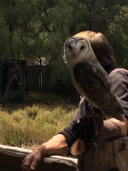 A barn owl perched on a man’s gloved arm in front of trees.