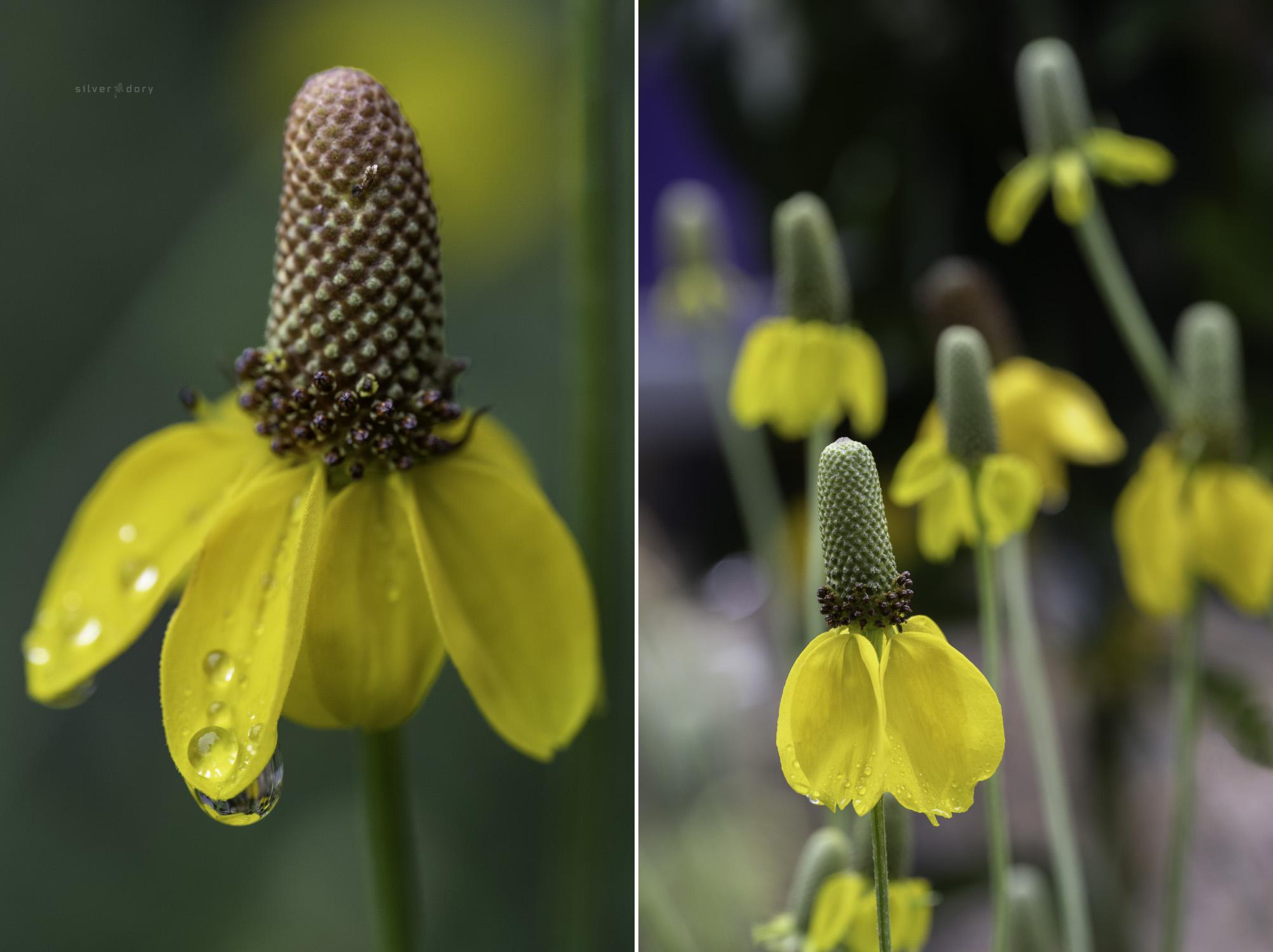 Ratibida columnifera (upright prairie coneflower / 'Mexican hat') flowering in the nursery