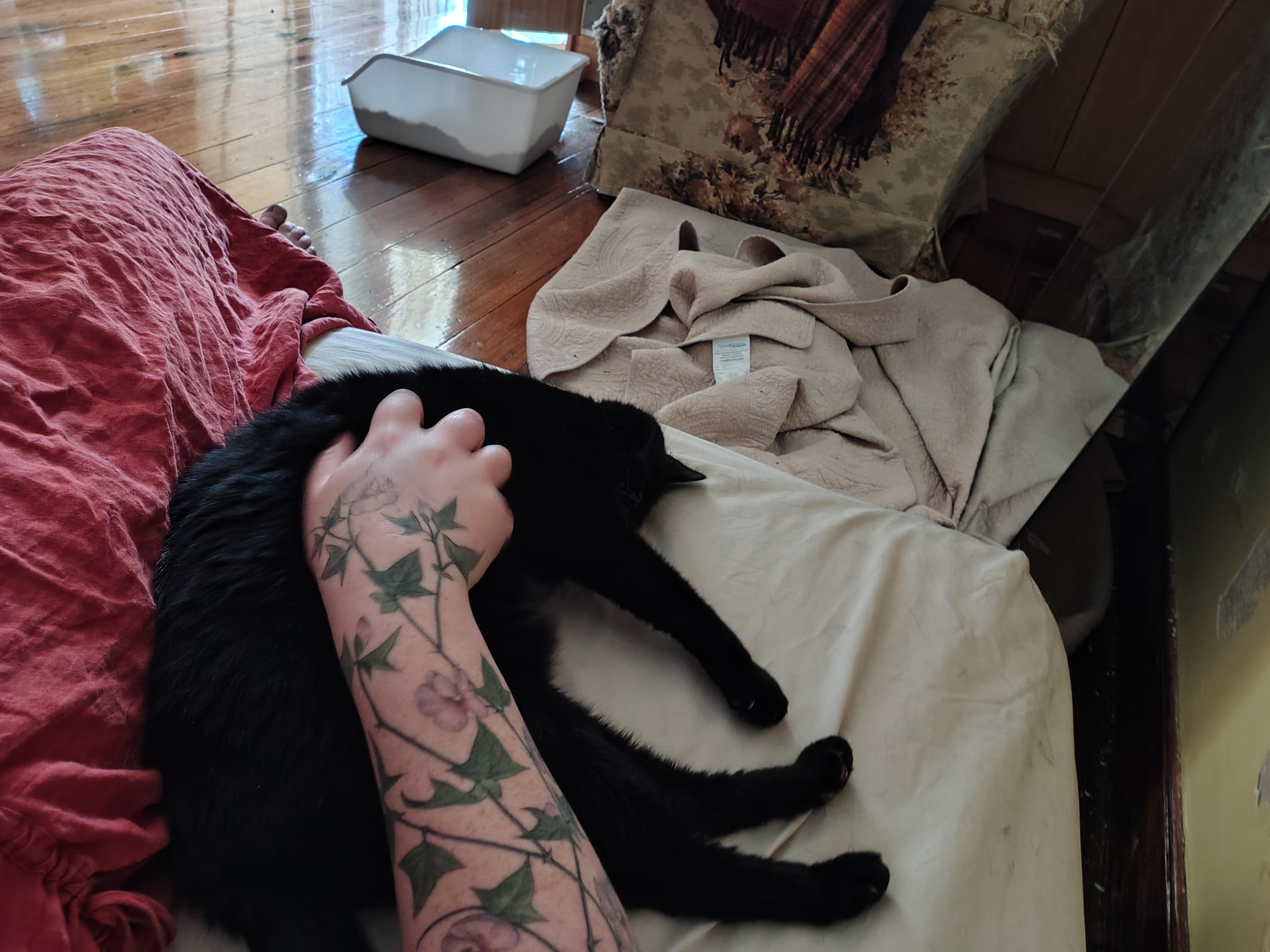 A black cat lying on his side, next to the author. The author's hand is patting the cat, showing the flower tattoo on her arm