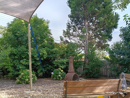 View from my sunlounge while eating crumpets in the backyard