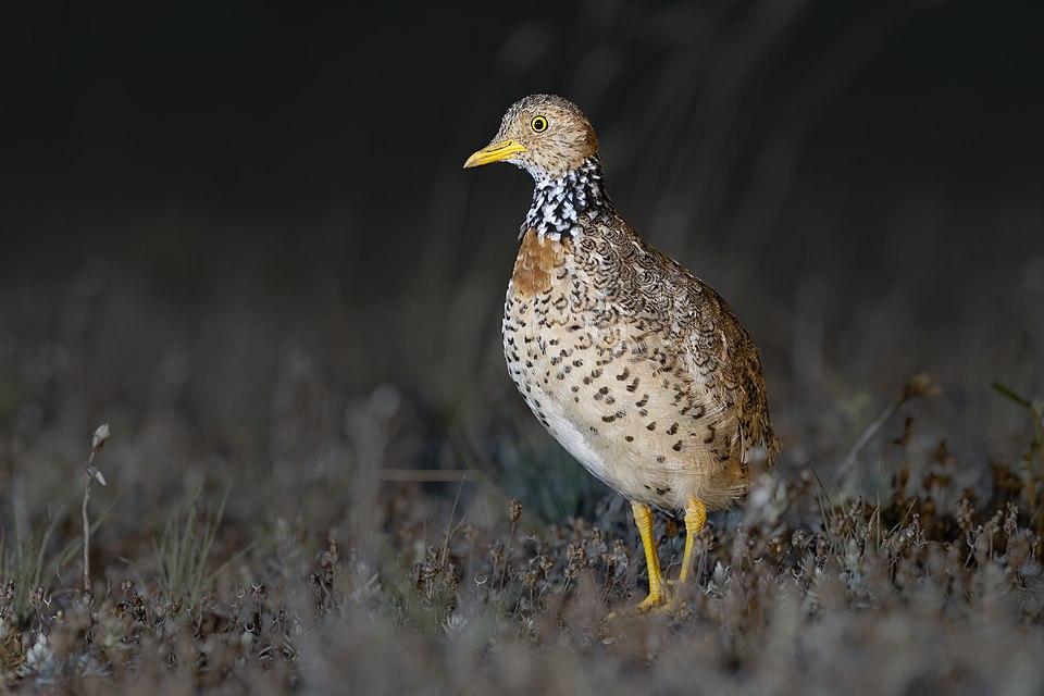A photo of a small quail like birds. They’re mostly various shades of brown but have a black and white pattern around their neck 