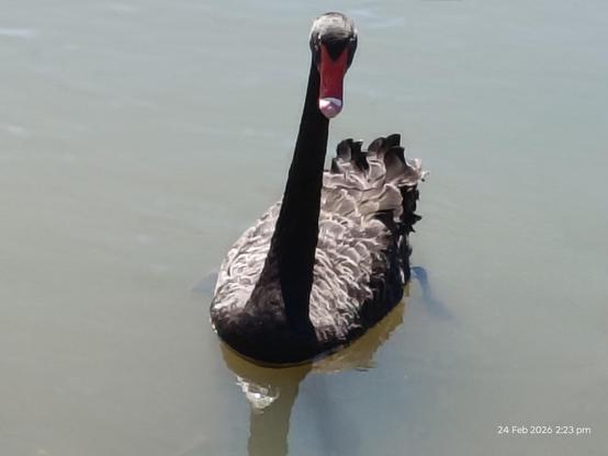Black Swan in the water coming in fast