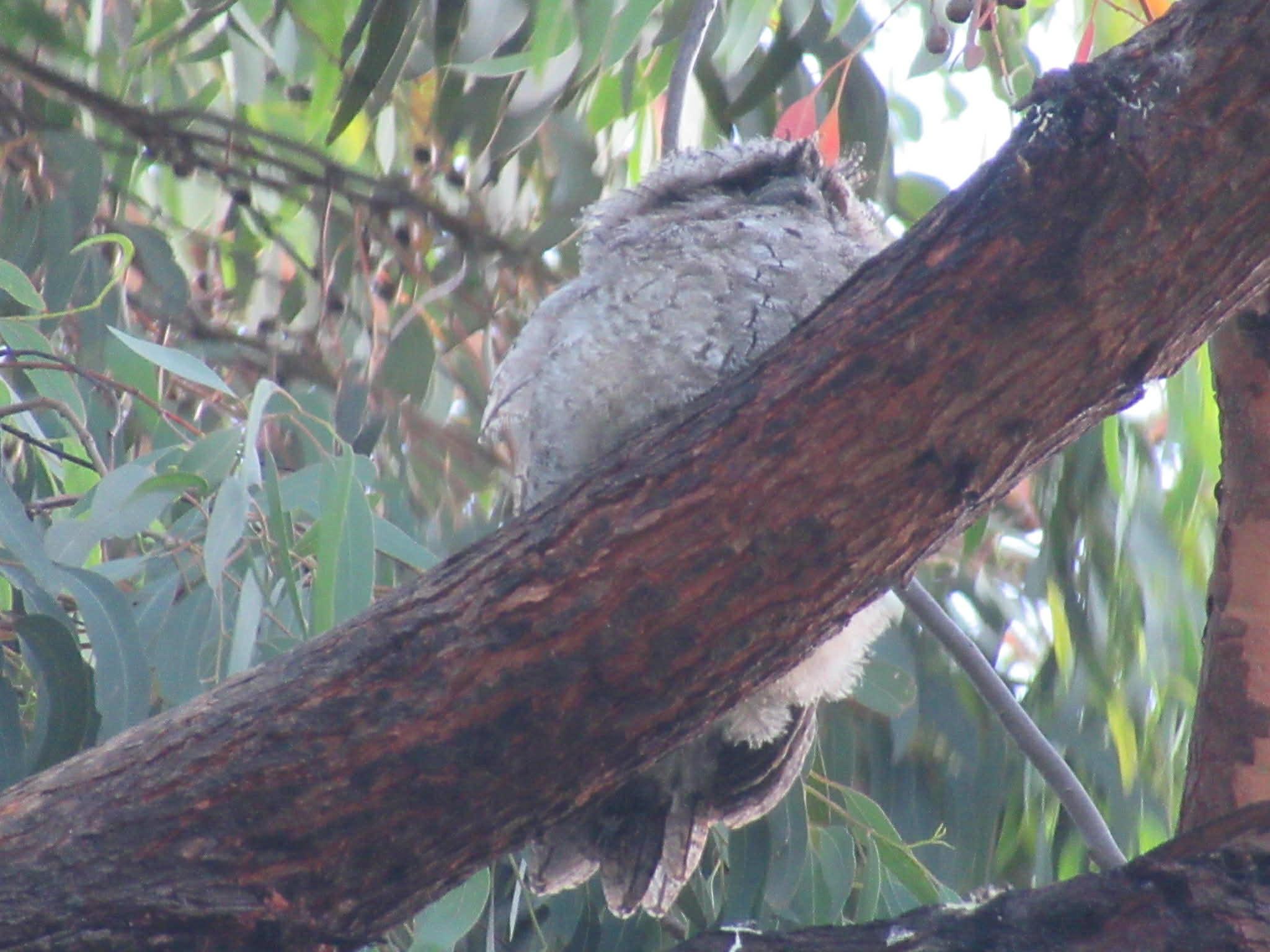 A floofy young tawny frogmouth bird in a tree. They're starting to get adult tail feathers